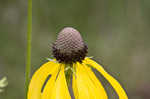 Pinnate prairie coneflower